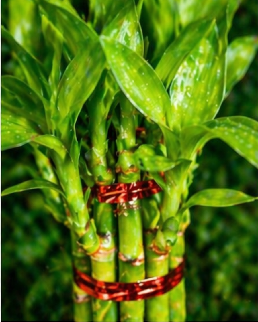 Lucky Bamboo Indoor Plant — view 3