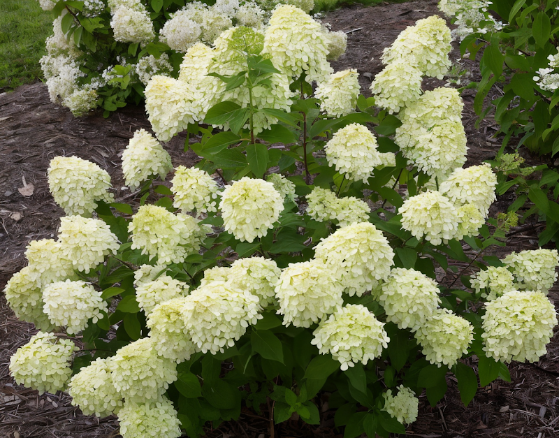 Hydrangea paniculata 'Little Lime' in piena fioritura, ideale per il design del giardino