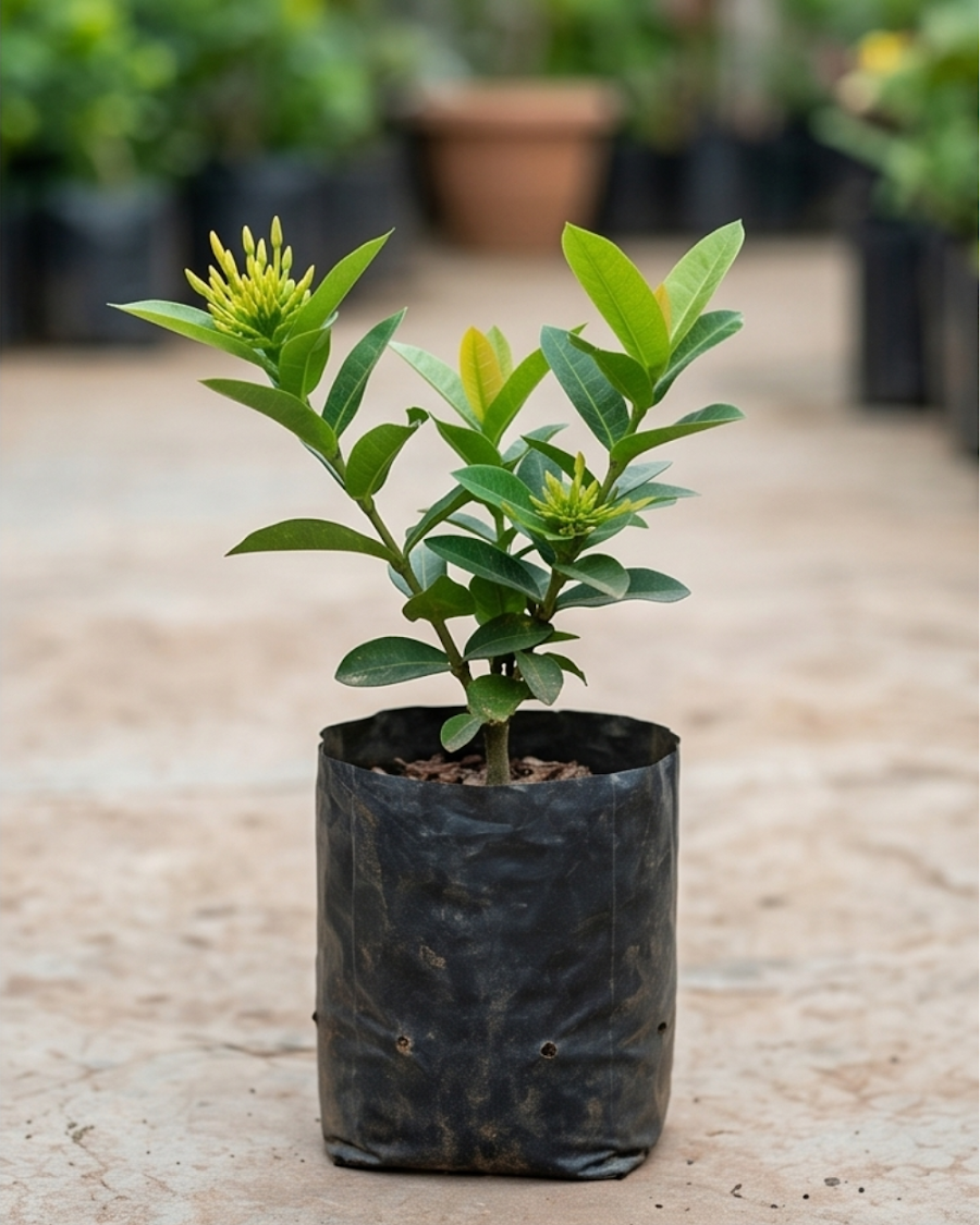 Ixora Yellow Plant — view 3