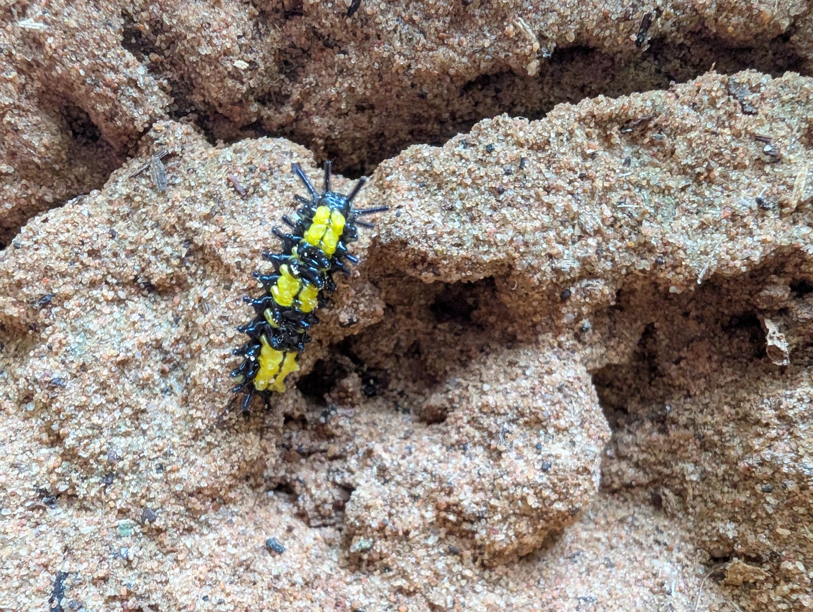 A Black caterpillar with three big yellow patches on its back
                 and an array of around 20 more rounded, club-like spikes
                 protruding from its back and sides