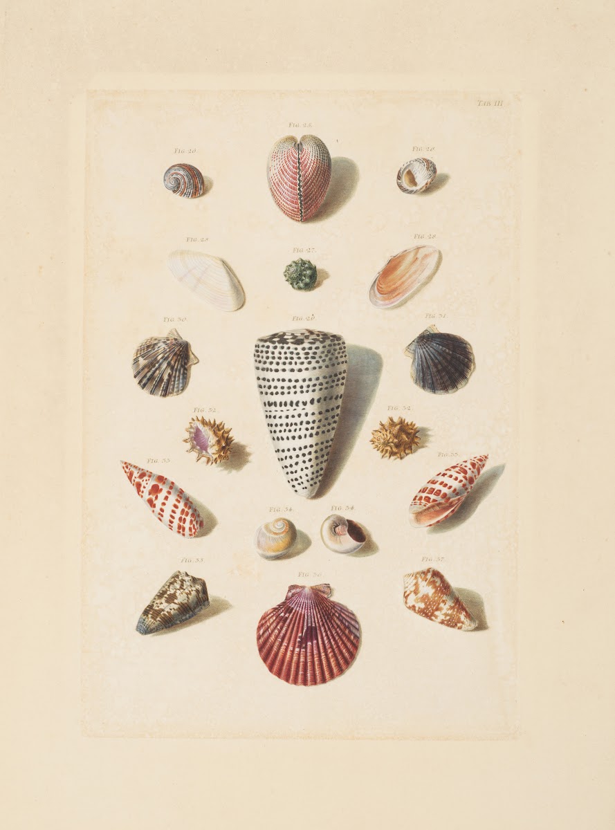 Plate III from Choix de Coquillages et de Crustacés 1758