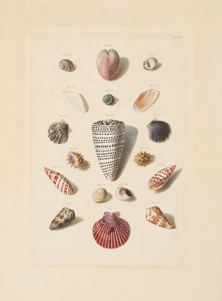 Plate III from Choix de Coquillages et de Crustacés 1758