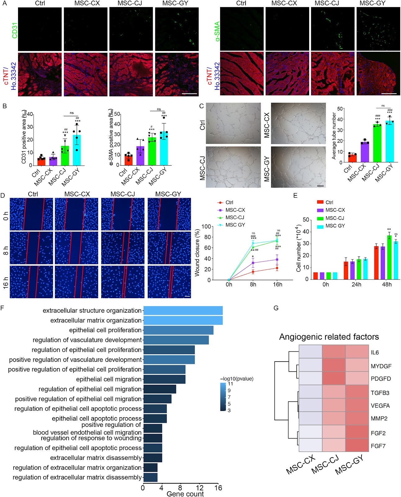N-CADHERIN+/CD168− subpopulation determines therapeutic variations of UC-MSCs for cardiac repair after myocardial infarction