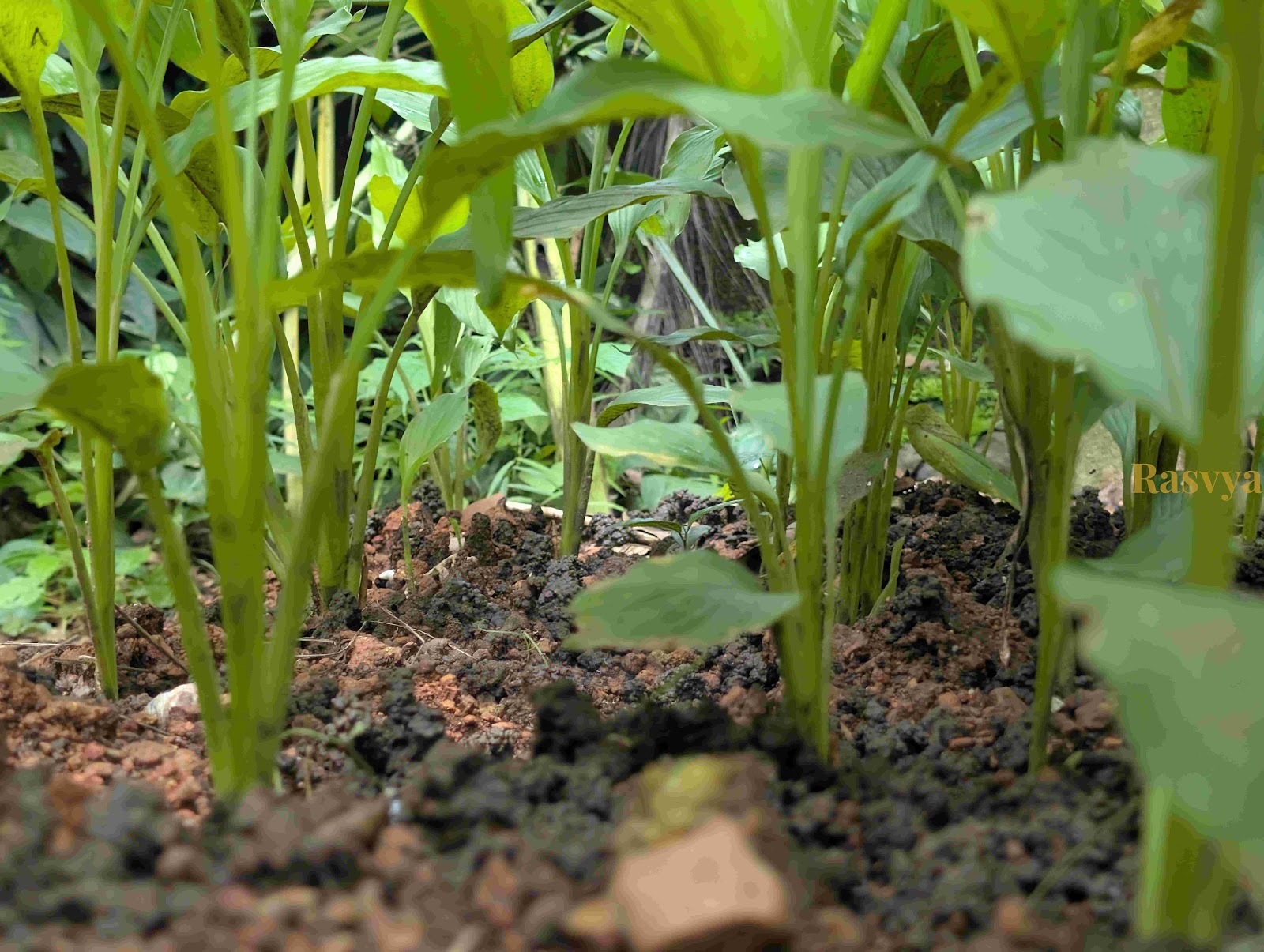 Turmeric growing in the farms of Rasvya