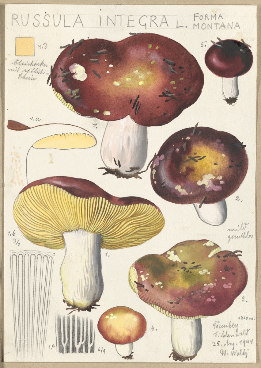 Russula integra L Forma montana 1915 1945