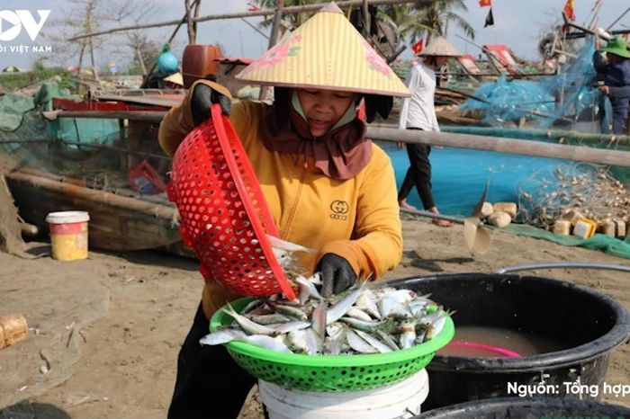Ngư dân trúng đậm mùa cá trích, thu tiền triệu mỗi chuyến ra khơi - Báo Điện tử Tiếng nói Việt Nam