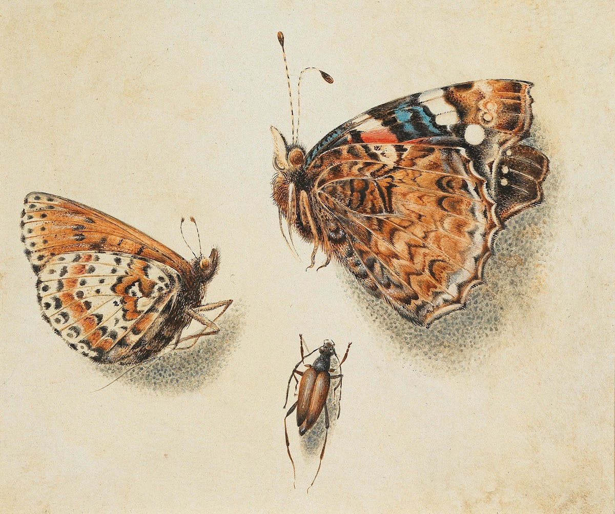 Two butterflies and another insect