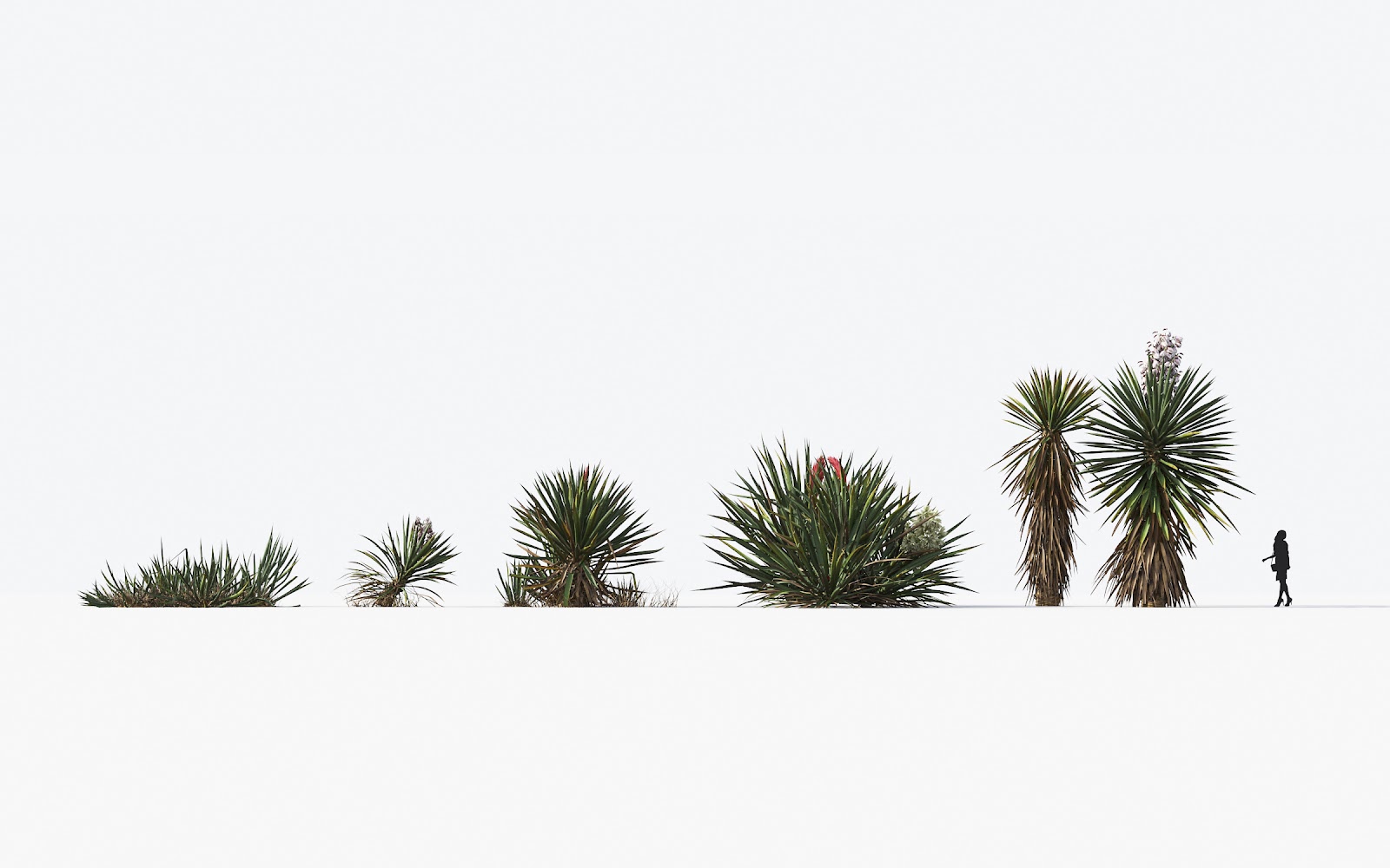 Maxtree - Plant Models Vol.17