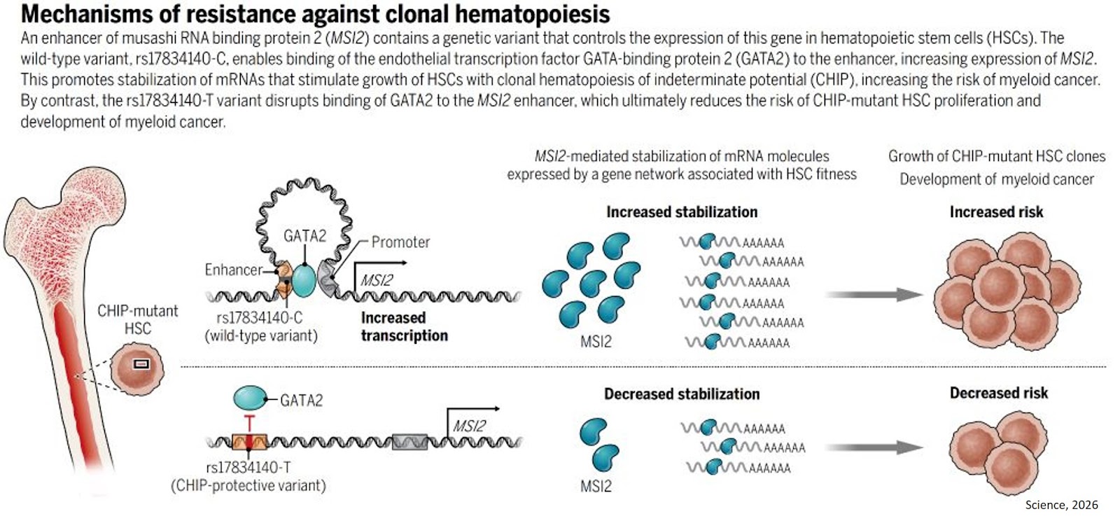 Inheritable genetic variant offers protection against blood cancer risk and progression