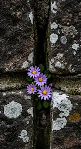 Delicate Purple Flowers Growing from Rough Granite Rock