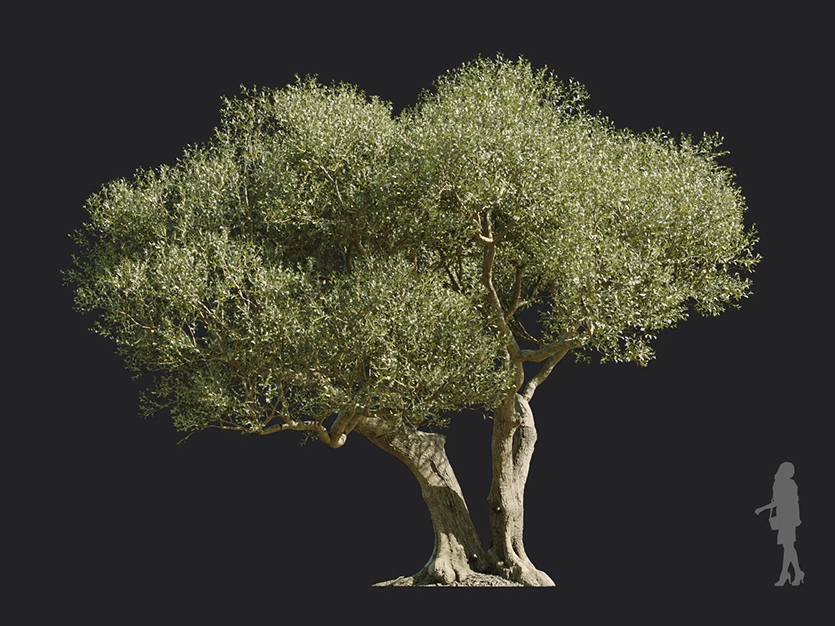 Maxtree - Plant Models Vol.113