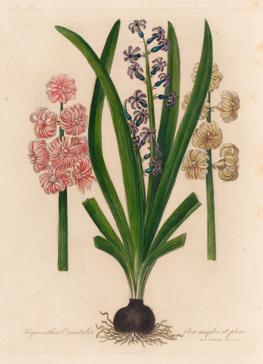 Hyacinthus Orientalis flore simplici et pleno 1818 1824