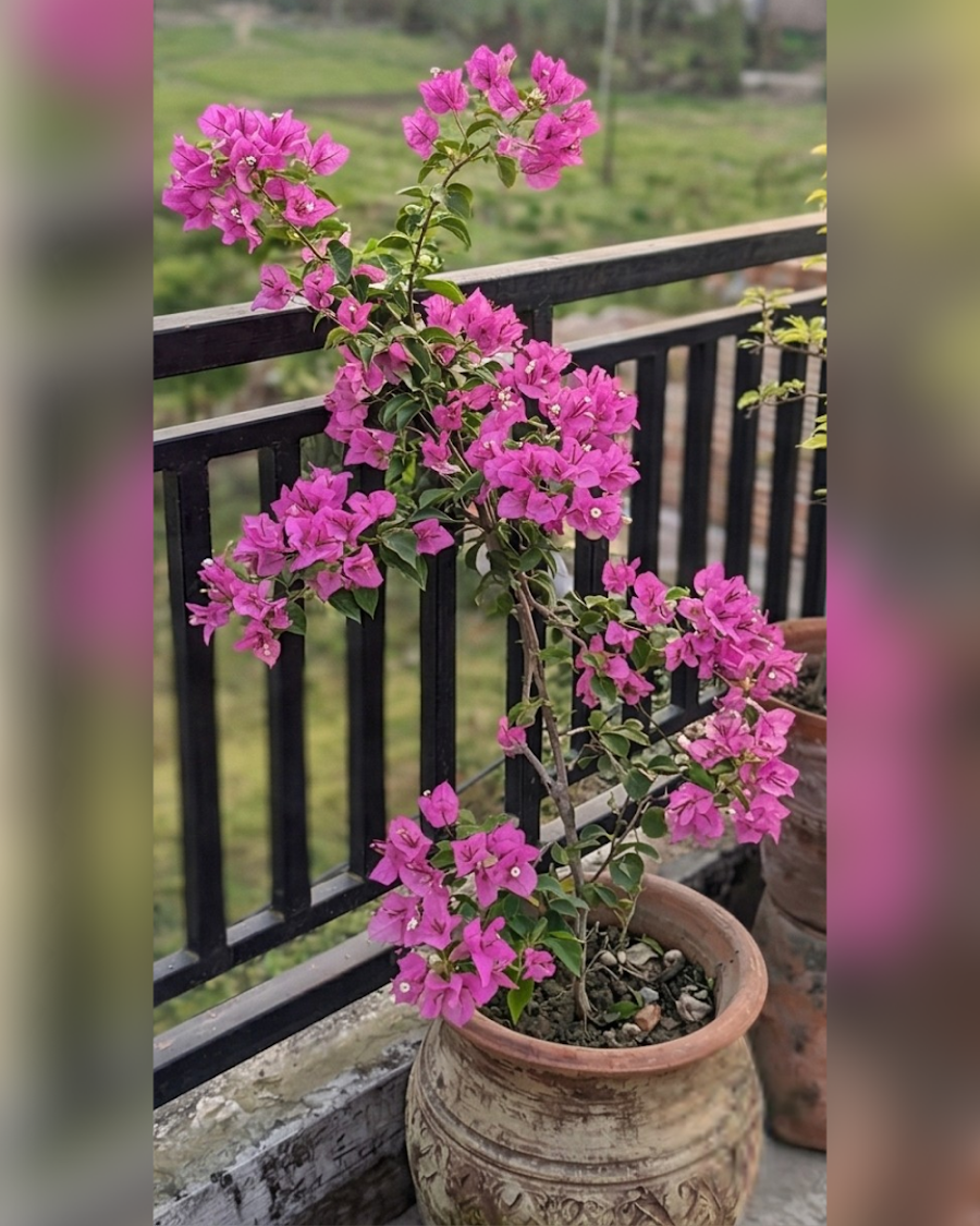 Imported Formosa Lady Mama Bougainvillea Plant — view 4