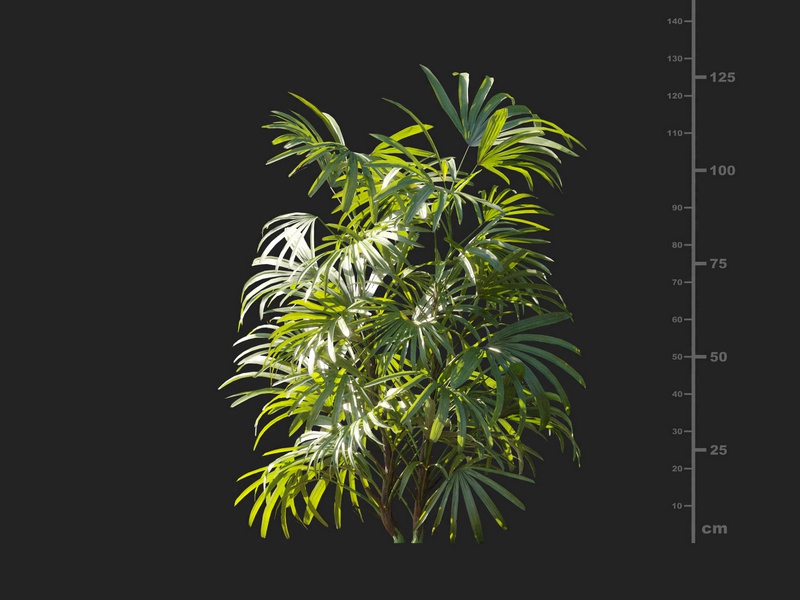 Maxtree - Plant Models Vol.127