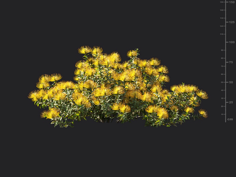 Maxtree - Plant Models Vol.119