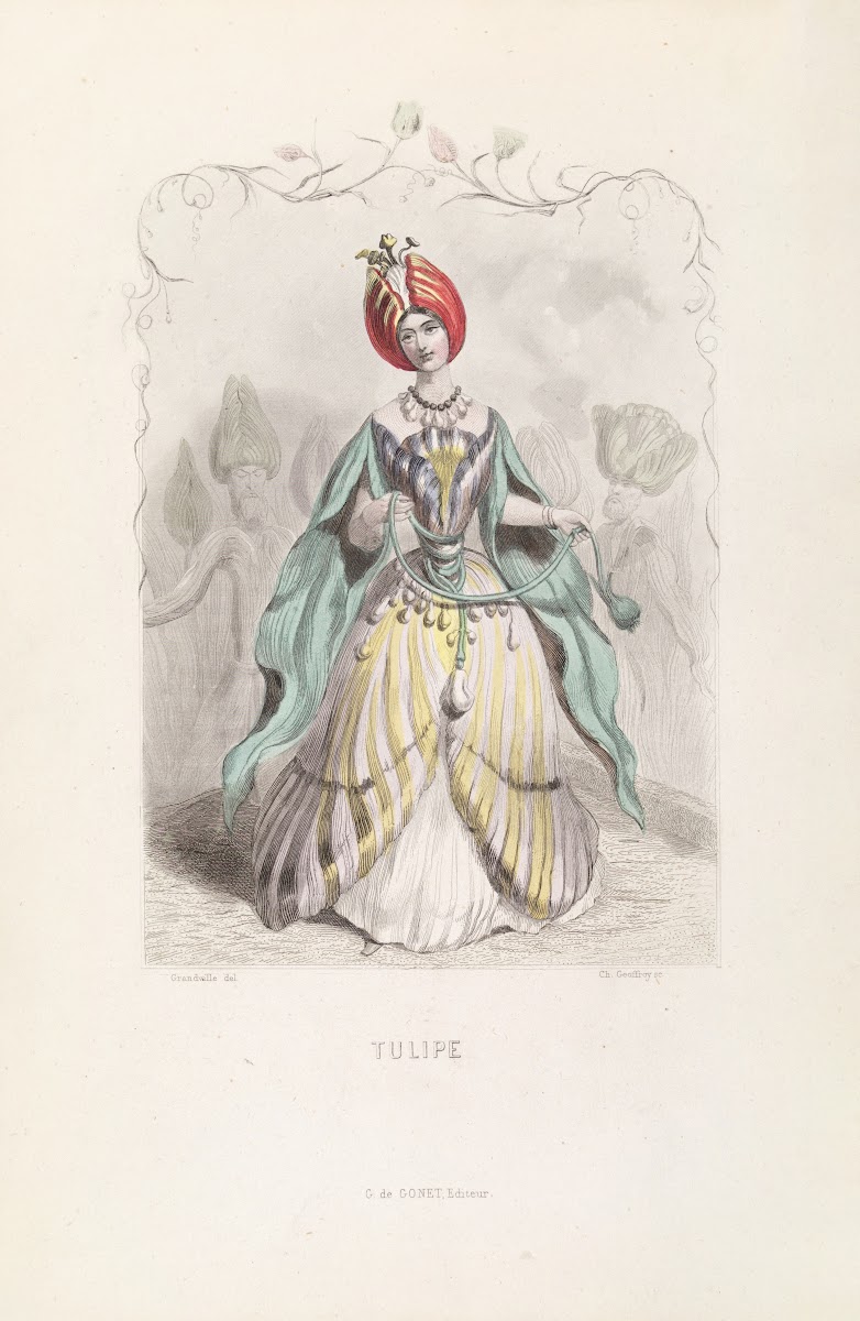 Tulipe 1840s