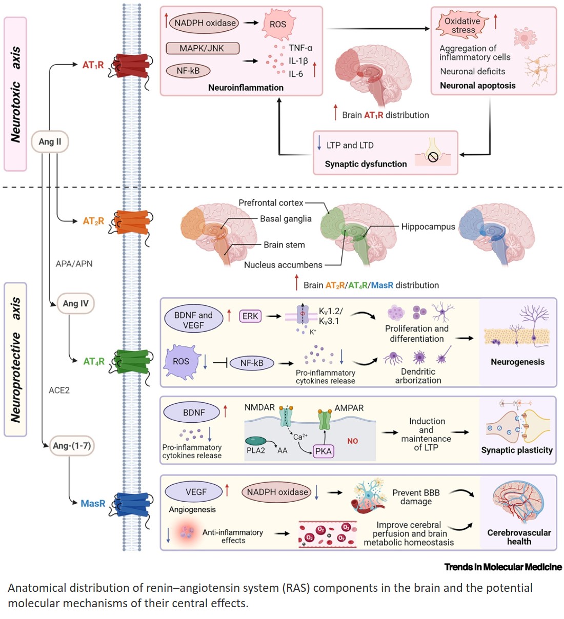 Renin–angiotensin system in brain health