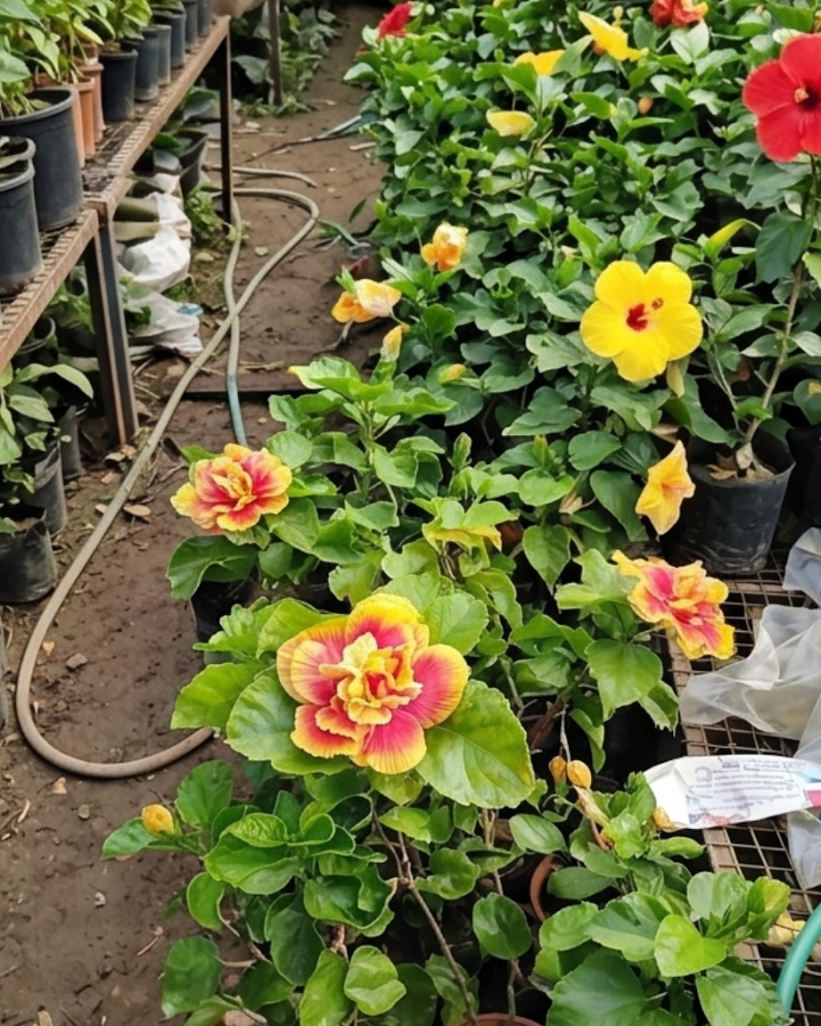 Hibiscus Mystic Splendor — view 4