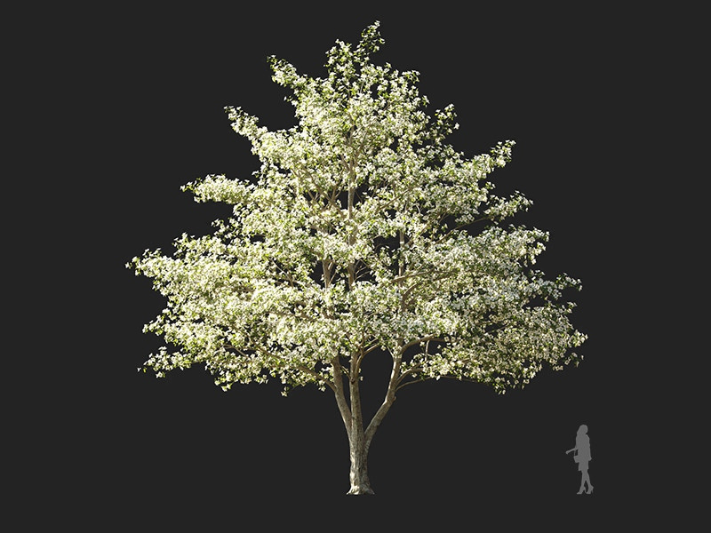 Maxtree - Plant Models Vol.122