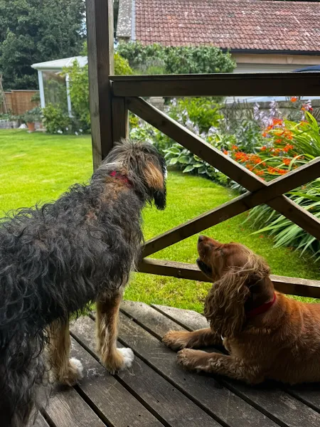 Two dogs relaxing together on the decking in Trina's garden