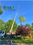 A certified arborist inspecting the bark and canopy of a large tree