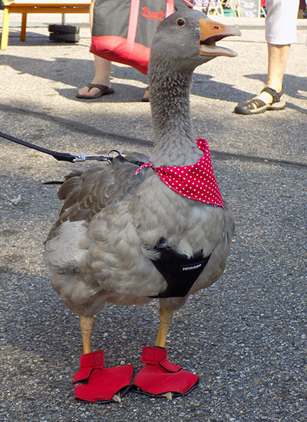 Pilgrim Goose
