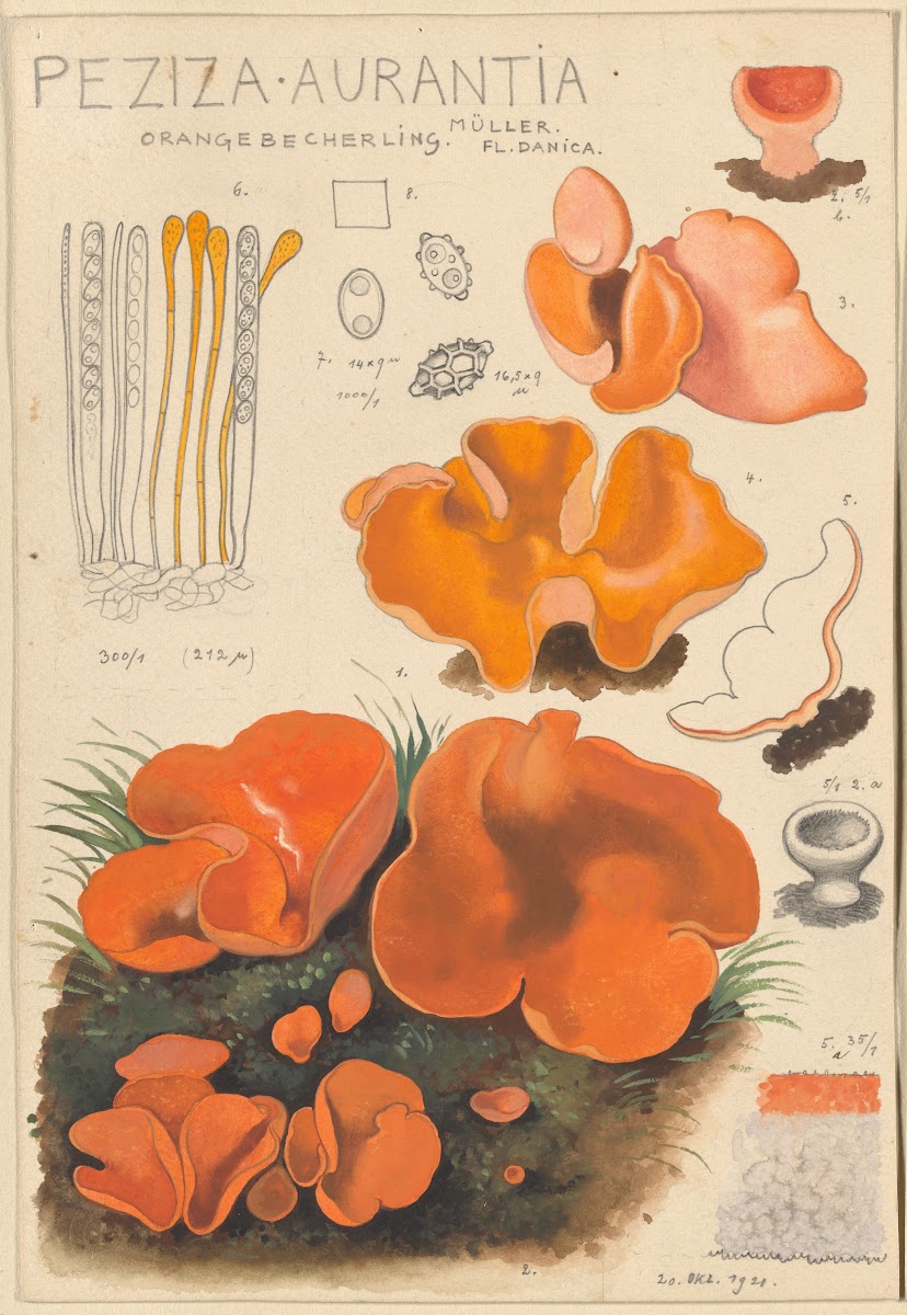 Peziza aurantia 1915 1945