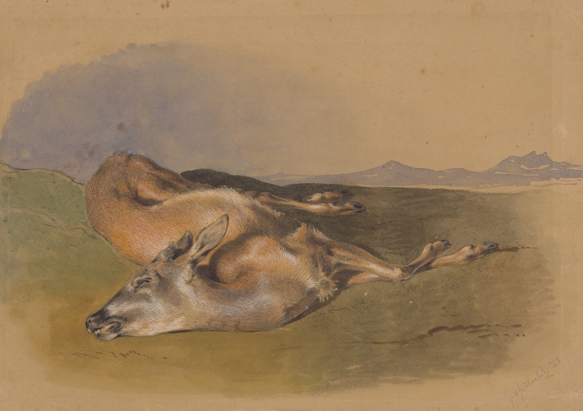Dead Doe