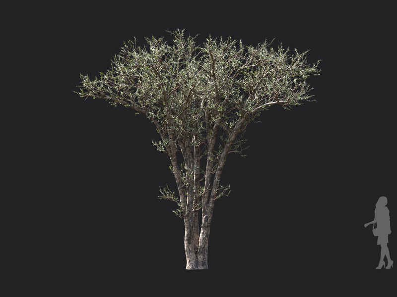 Maxtree - Plant Models Vol.130