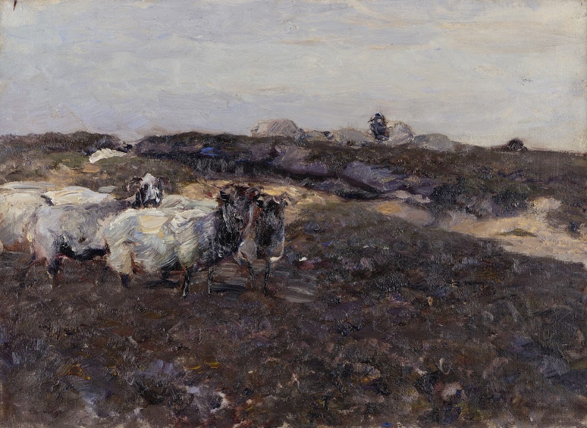Sheeps in Moorland 1901 1904