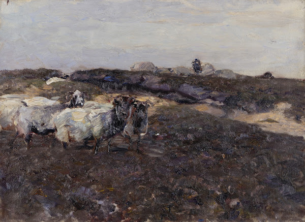 Sheeps in Moorland 1901 1904