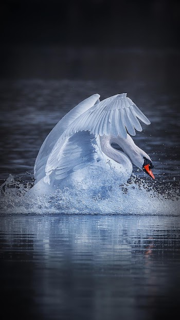 Swan Picture