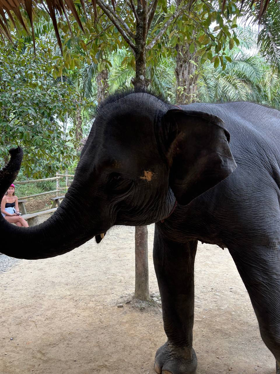 Приватный · RAFTING + ELEPHANT SPA (1-DAY TRIP) 6