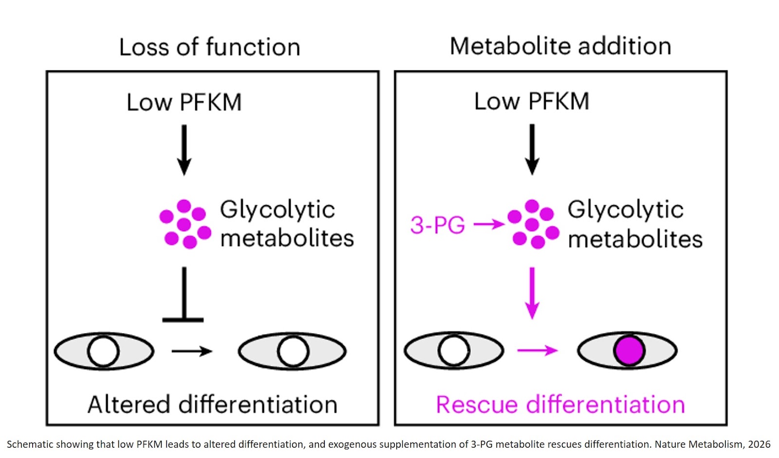 PFKM governs metabolic shifts throughout skeletal muscle differentiation
