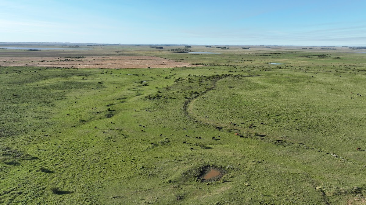 Campos verdes da Estância El Ceibo com gado Angus a pasto