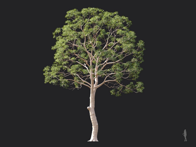 Maxtree - Plant Models Vol.124