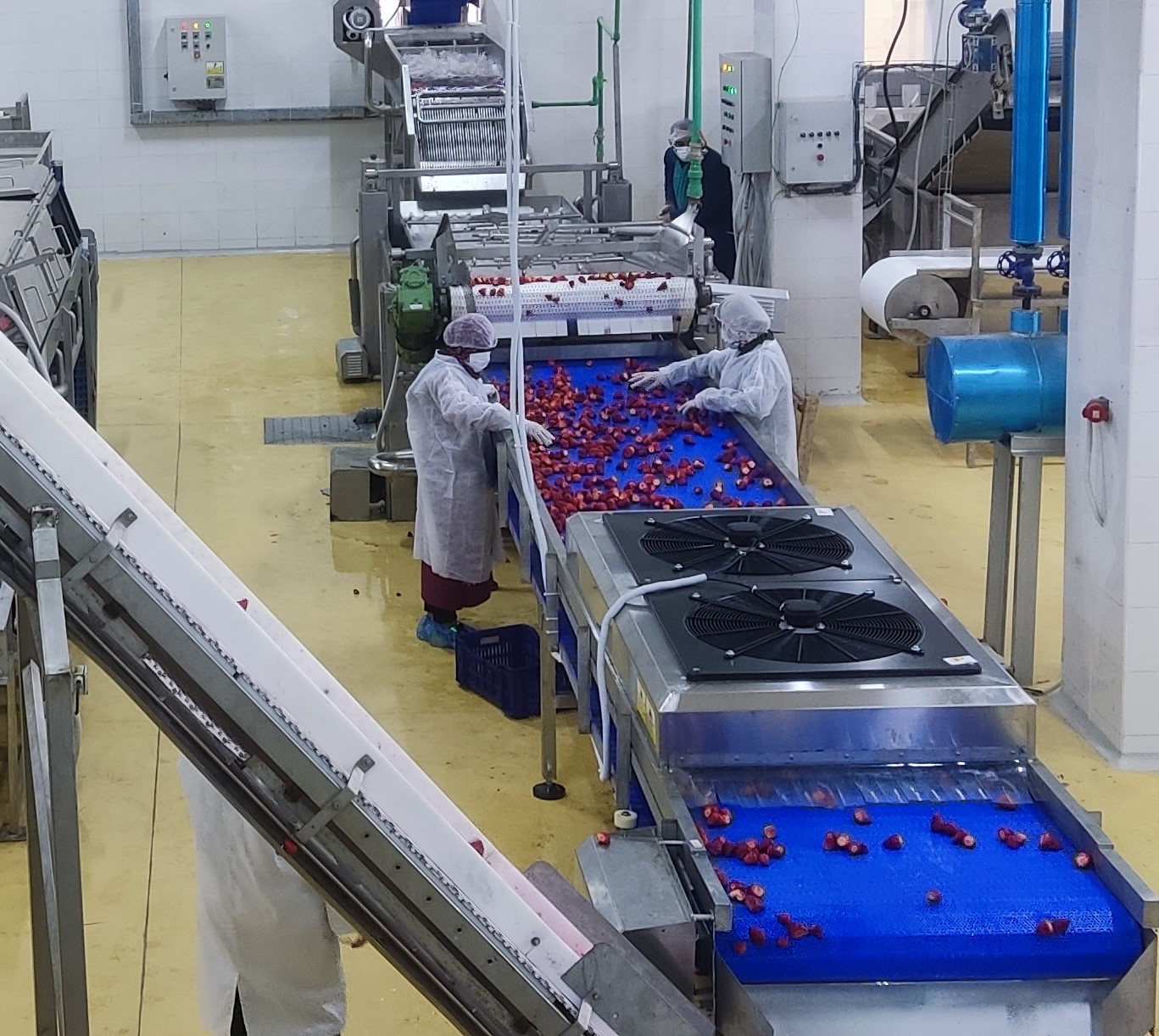 SANAM IQF strawberry washing line — air-bubble wash sink fabricated in Egypt