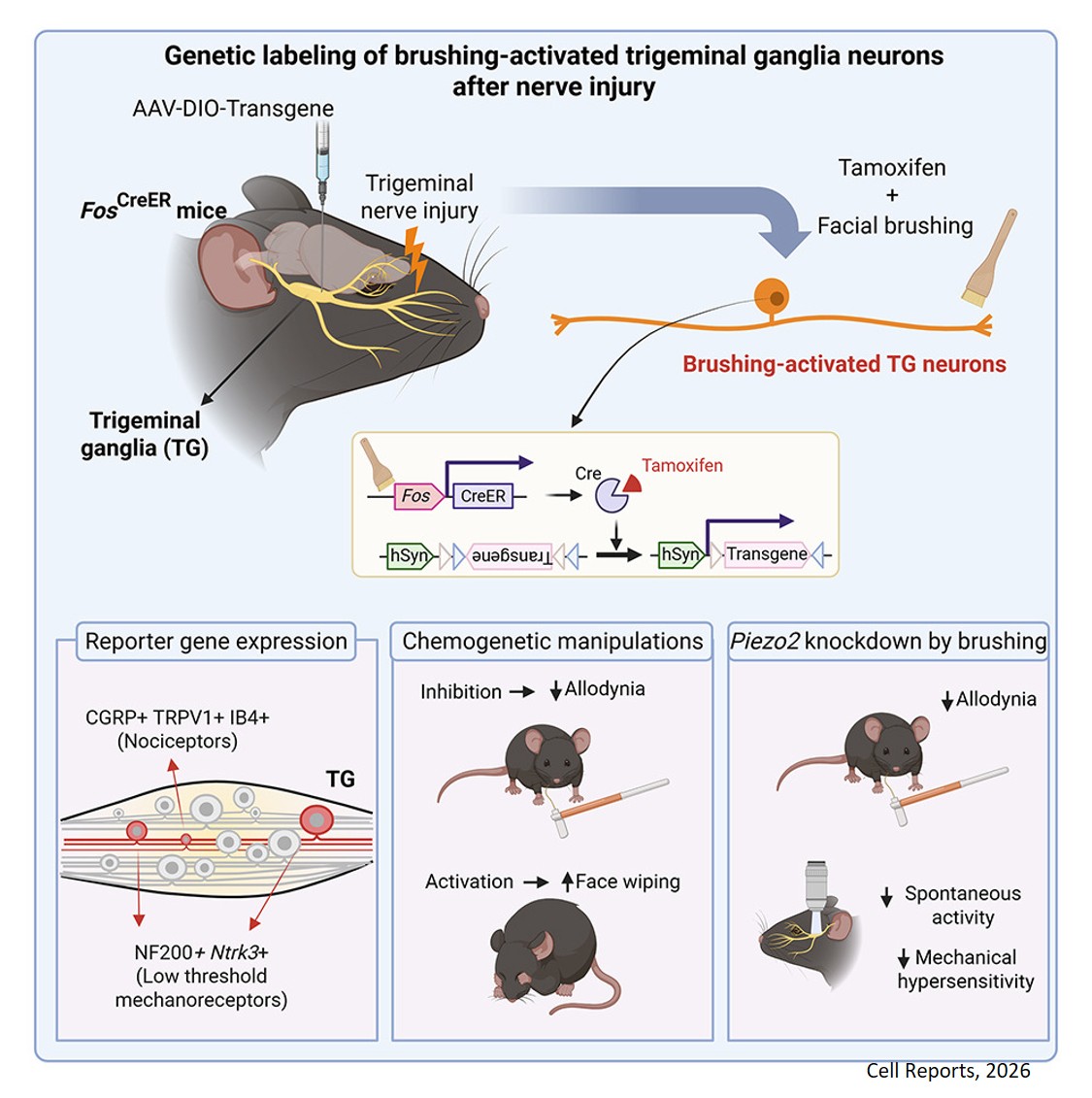 Genetic identification of mouse trigeminal afferents responsible for mechanical allodynia