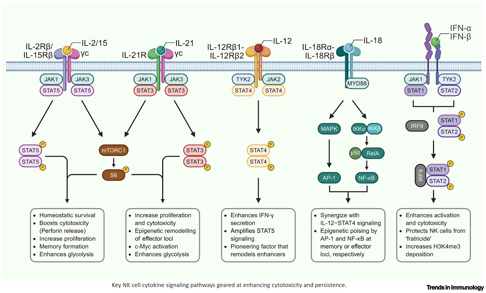Molecular determinants of NK cell memory