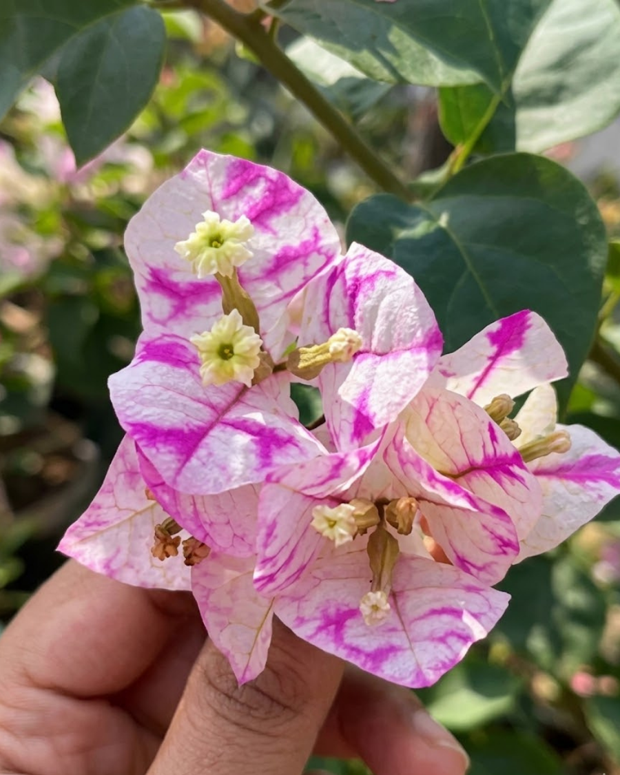 Imported Madonna Bougainvillea Plant — view 2