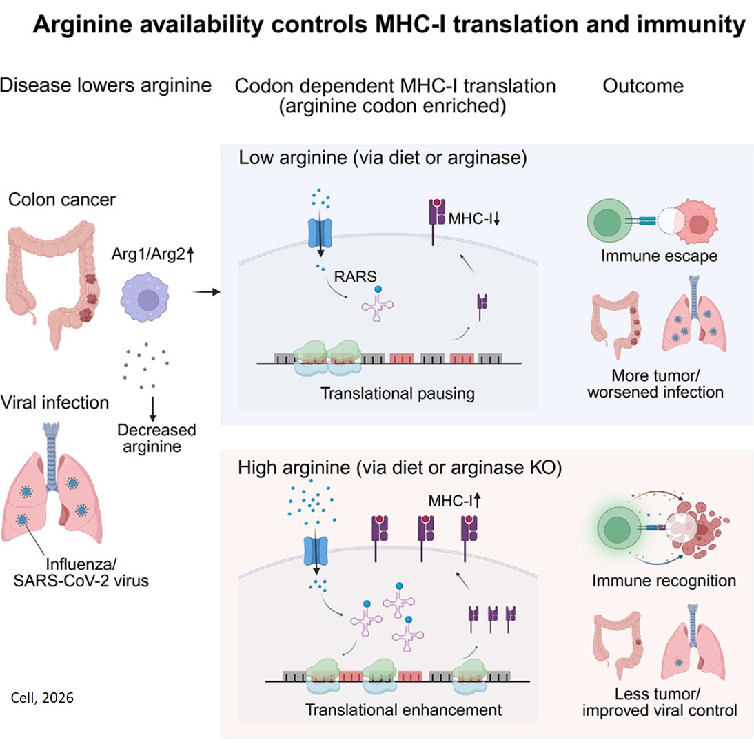 The amino acid arginine helps the body fight tumors and viral infections