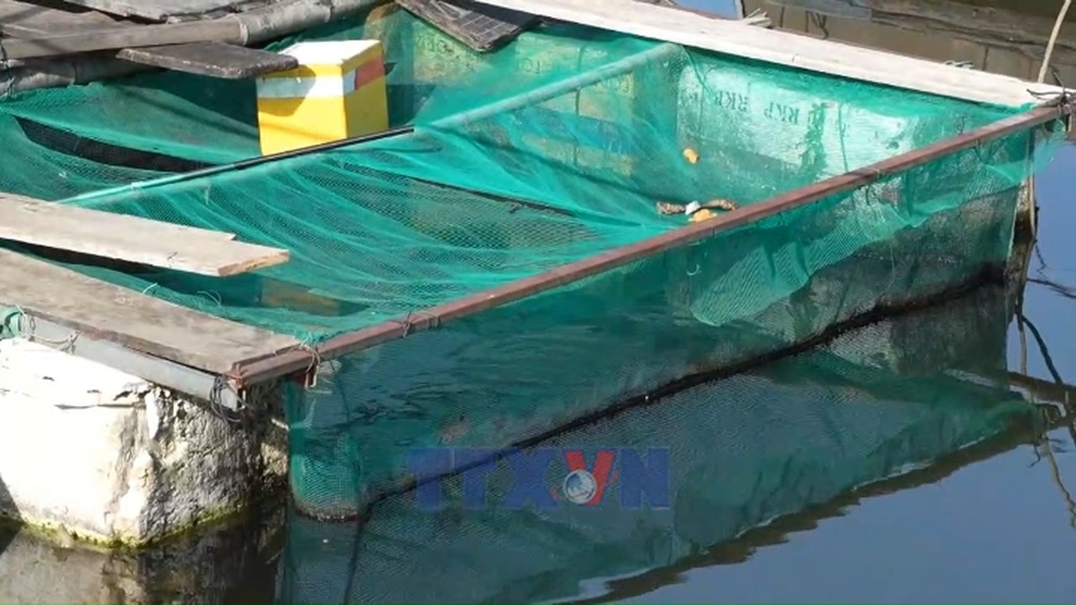 Huế yêu cầu tháo dỡ toàn bộ lồng bè trên sông Như Ý - Bnews