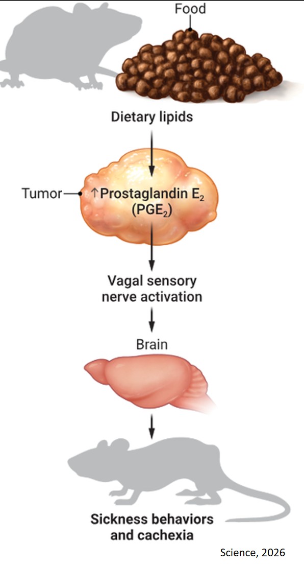 A high-fat diet affects tumor-to-nerve signaling and promotes cachexia