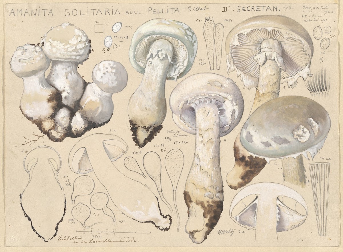 Amanita solitaria Bull pellita Gillet II secretan 1915 1945