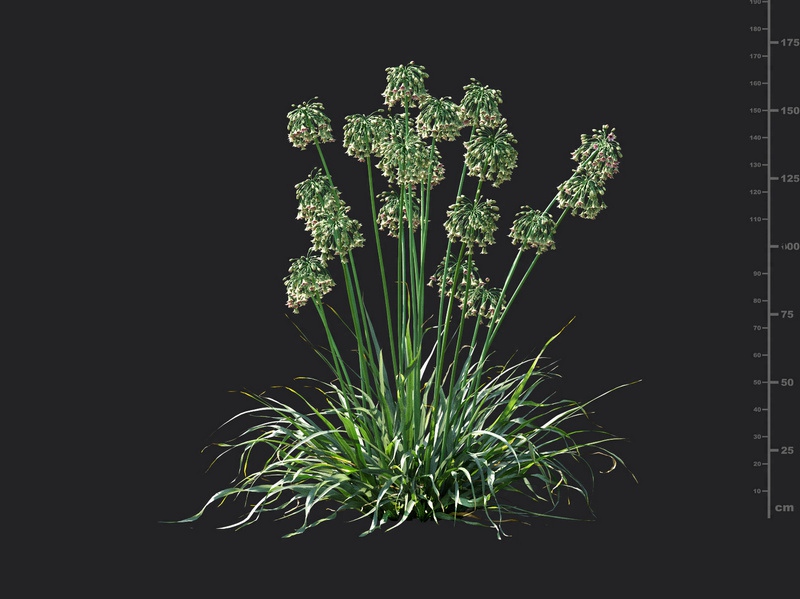 Maxtree - Plant Models Vol.115
