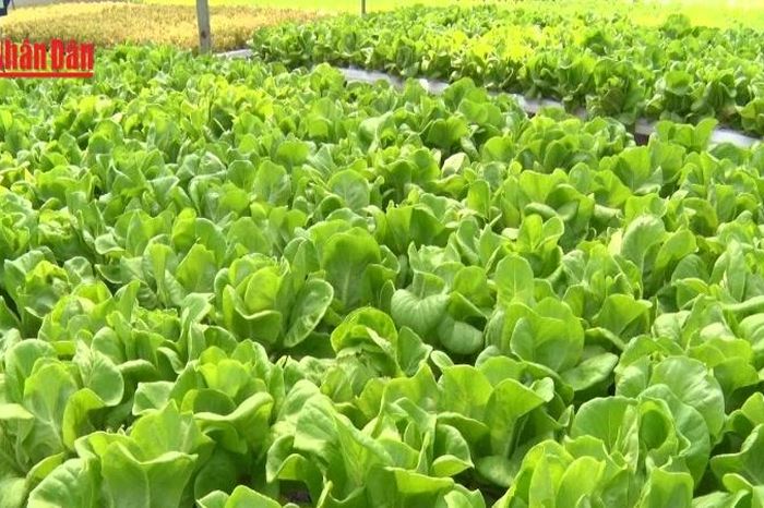 [Video] Xuất khẩu nông lâm thủy sản duy trì đà tăng trưởng tích cực - Báo Nhân Dân