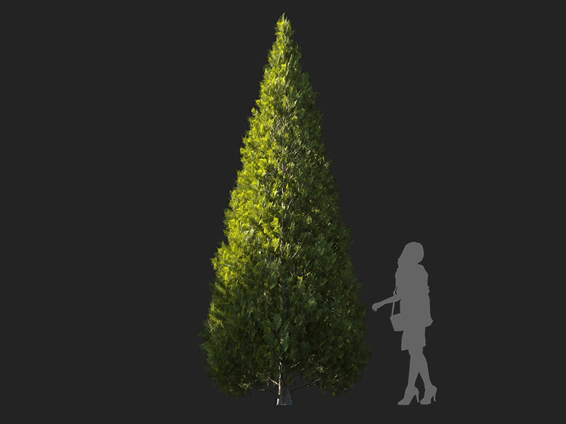 Maxtree - Plant Models Vol.122