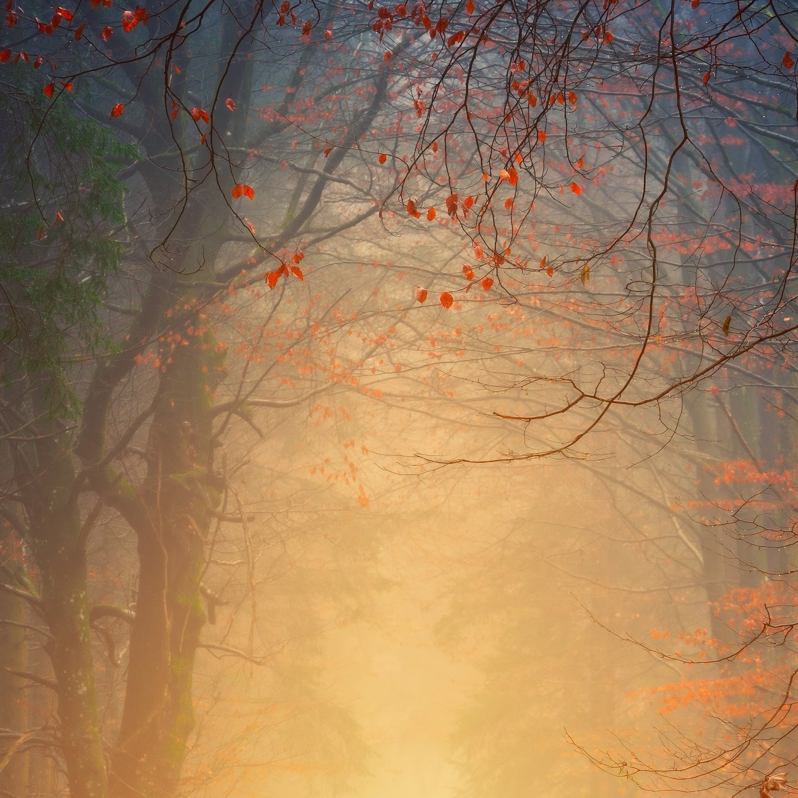 Download Forest Autumn 4K iPhone