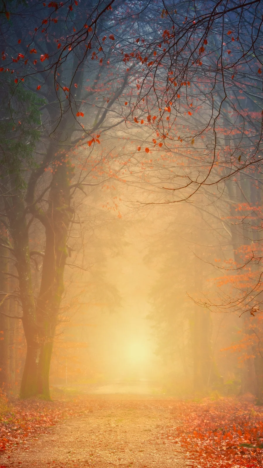 Forest Autumn 4K iPhone Wallpaper Background [2160x3840] Free Download