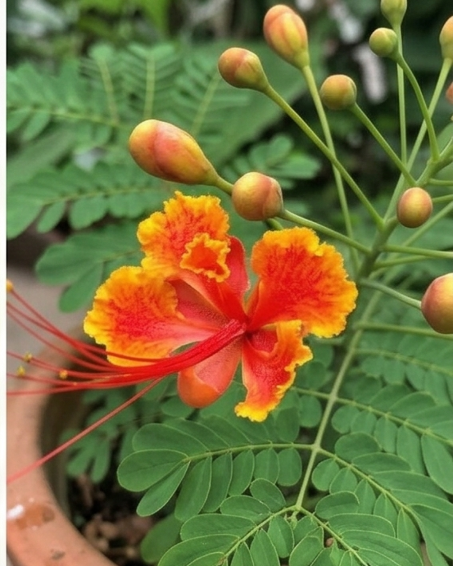Krishnachura Dwarf Plant — view 2